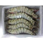 EPIC BT shrimp HOSO semi IQF/ jäädytetyt katkaravut 16/20 800g - 图片 2